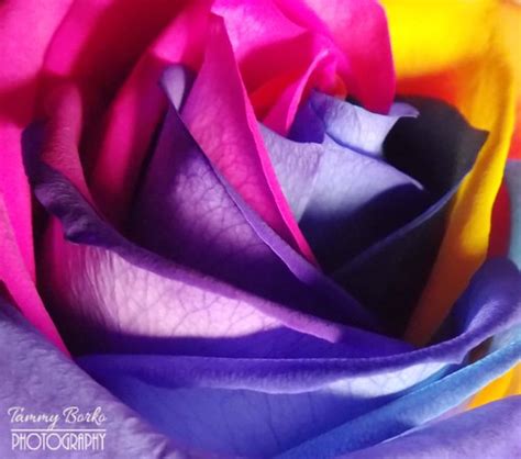 Single Rainbow Rose Flower | Tammy Borko | Flickr