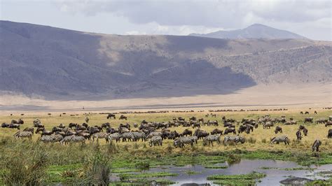 Ngorongoro Crater