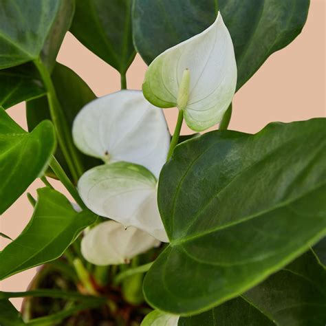 White Anthuriums – Cellar Door Plants