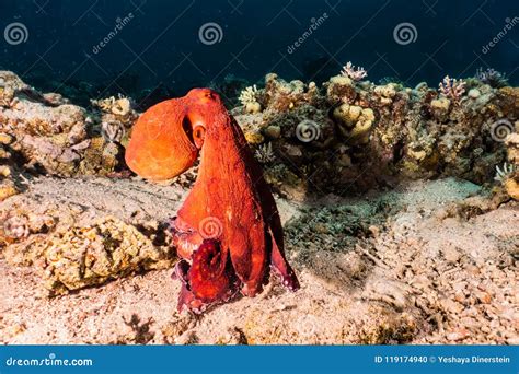 Octopus King of Camouflage in the Red Sea Stock Photo - Image of ...