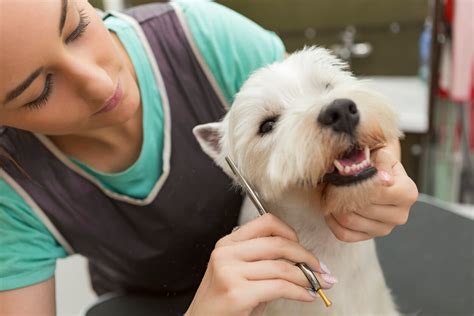 What is included in a dog grooming? - Pawfect Spa