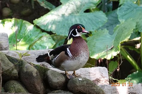 Wood Duck (Aix sponsa) - ZooChat