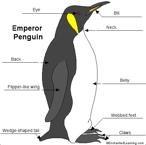 EMPEROR PENGUINS | Penguins, Penguin research, Polar animals preschool