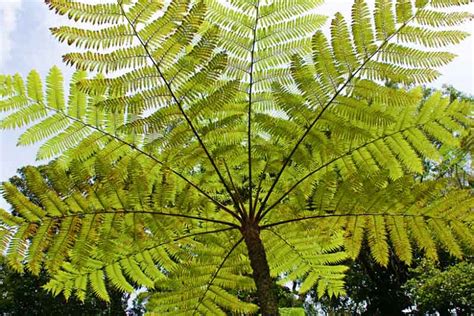 Cyathea cooperi (Australian Tree Fern)