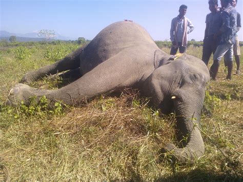 Wild elephant dead of food poisoning | Assam Times