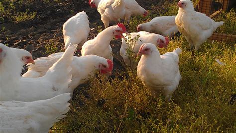 Pastured Poultry and Eggs - Sunbird Farms