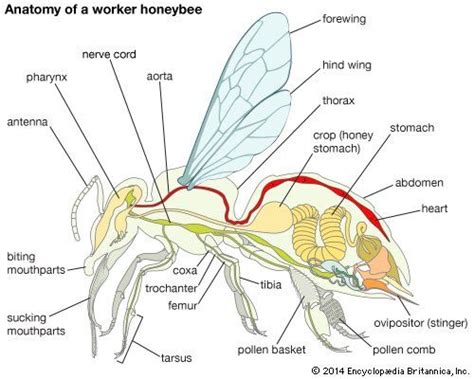 Beekeeping | Bee keeping, Bee anatomy, Bee supplies