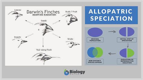 Allopatric speciation - Definition and Examples - Biology Online Dictionary