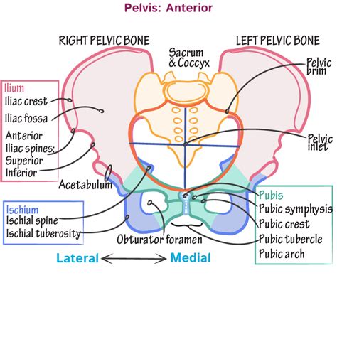 Pelvic Bone Landmarks