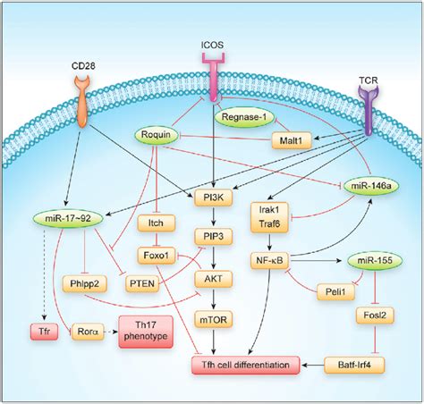 | Regulation of T follicular helper cell differentiation and function... | Download Scientific ...