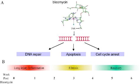 Figure 1.3 from The functions of inhibitor of DNA-binding proteins in ...