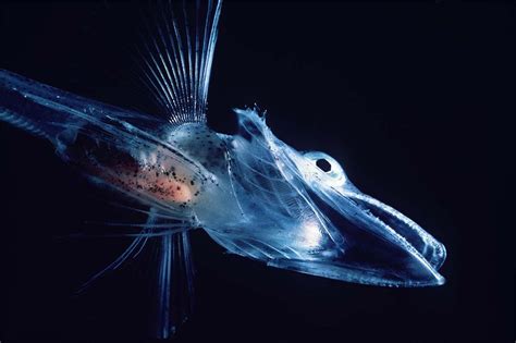 Antarctic icefish have translucent bodies and blood | Earth | EarthSky