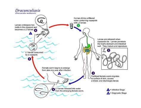 Life Cycle Of Parasitic Worms