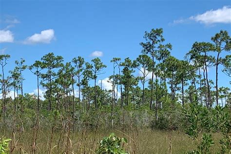 Everglades Institute - All You Need to Know BEFORE You Go (2024)