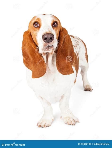 Funny Face Basset Hound stock photo. Image of funny, copy - 57802190