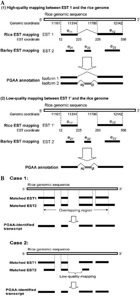 Examples of transcript annotation by PGAA. A, When a rice EST and a... | Download Scientific Diagram