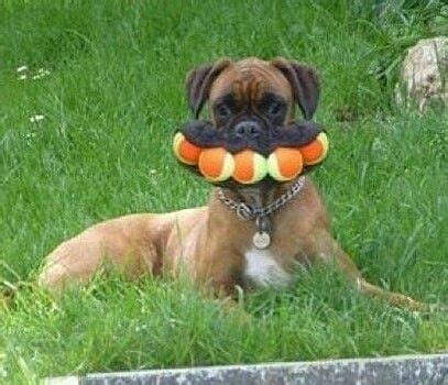 a dog laying in the grass with an orange and green toy in it's mouth