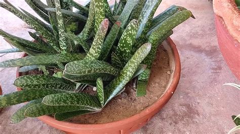 Gasteria plant care and propagation - YouTube