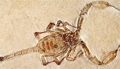 The Oldest Scorpion and the Decadence of Evolutionary Science | Evolution News