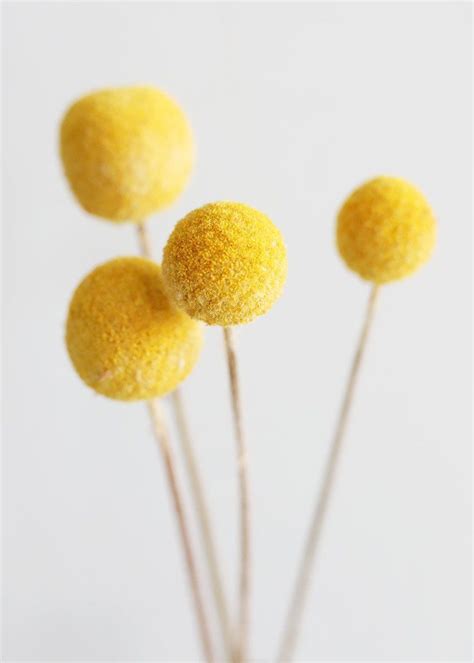 Pack of 10 - Dried Billy Buttons - Craspedia in Natural Yellow | Billy buttons, Dried flowers ...