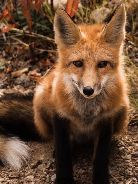 brown fox on brown tree branch during daytime photo – Free Animal Image on Unsplash