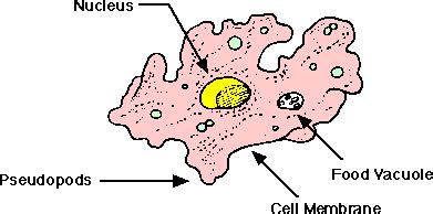 Ameba Diagram - Understanding the Structure and Function of Amebas