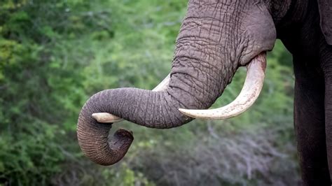 Elephant Trunk | The Amazing Conservation Tool | 2024