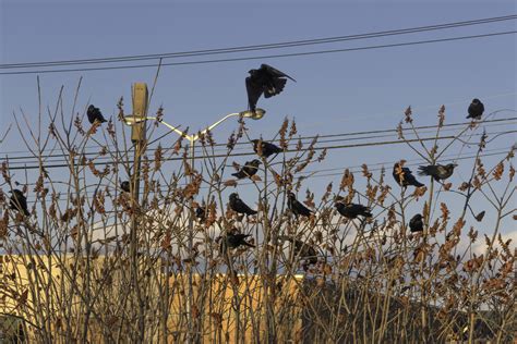 Outdoor Radio: Crows Come Home to Roost | Vermont Center for Ecostudies