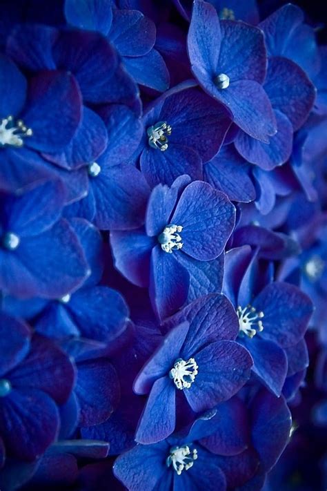 indigo flowers | Fondo de pantalla de flor azul, Papel pintado flores ...