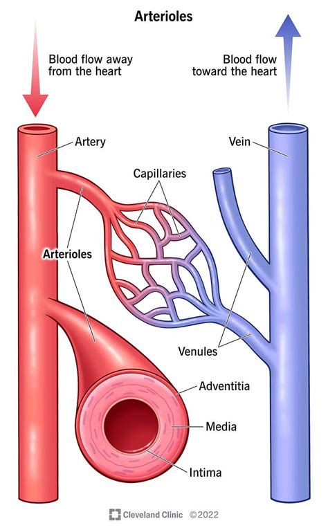 Pin on Body systems