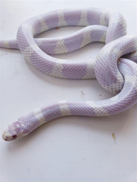 Lavender Hognose Snake : 1000+ images about Cute Snakes! on Pinterest ...