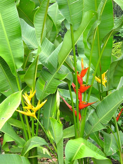 Flowers Orchids Kuala Lumpur Malaysia