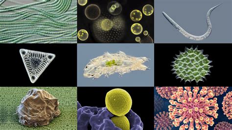 Microbiology from A to Z explained - Micropia - Micropia