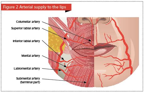 Lip rejuvenation | PRIME Journal