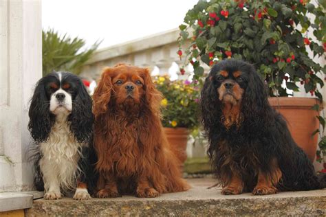 Cavalier King Charles Spaniel: Breed Characteristics & Care