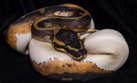 Pied Ball Python Care Sheet: Everything You Need To Know - Everything ...