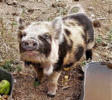 Kunekune pigs! - 3 Kids Farm