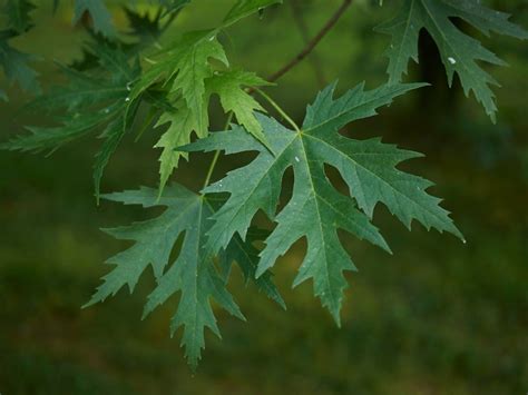 Planting A Silver Maple Tree: Learn About Silver Maple Tree Growth