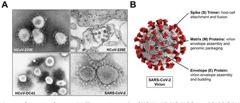 Figure 1 from Evaluating the Virology and Evolution of Seasonal Human Coronaviruses Associated ...