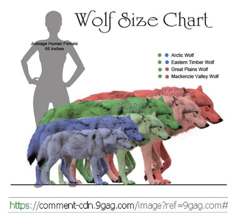 Wolf Size Chart. | Loup garou, Loup dessin, Anatomie animale