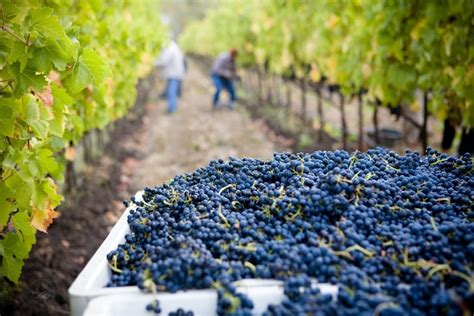 A Just Recovery for Sonoma Vineyard Workers? - LA Progressive