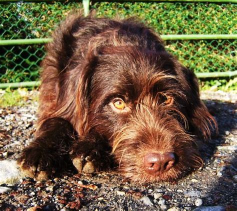 List of Wirehaired Pointing Griffon Mix Breed Dogs