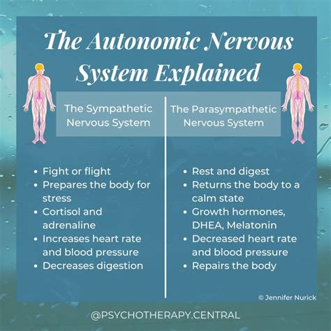 The Autonomic Nervous System Explained