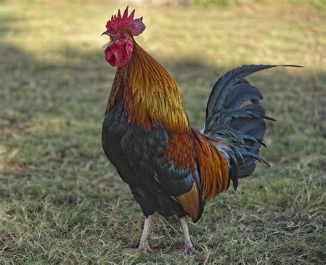 Crowing Rooster Cock - Free photo on Pixabay - Pixabay