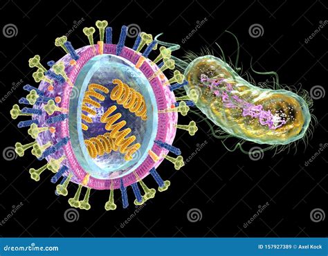 Mumps Virus Structure Royalty-Free Illustration | CartoonDealer.com ...