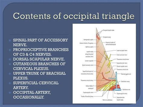 PPT - POSTERIOR TRIANGLE PowerPoint Presentation, free download - ID ...