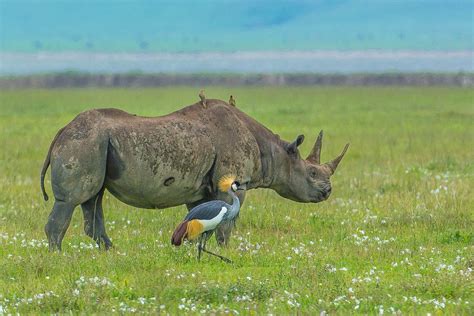 ...on the grassland inside of Ngorongoro Crater in Tanzania. | Duck pictures, Animals ...