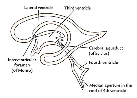 Ventricles of the Brain – Earth's Lab