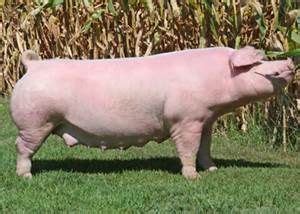 chester white pig - Bing Images | Domestic pig, Pig breeds, Pig