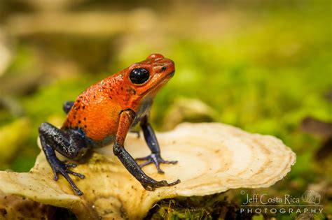 Strawberry poison Dart frog | Strawberry poison dart frog, Frog, Dart frog